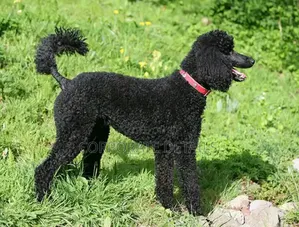 3-6 months Female Purebred Poodle