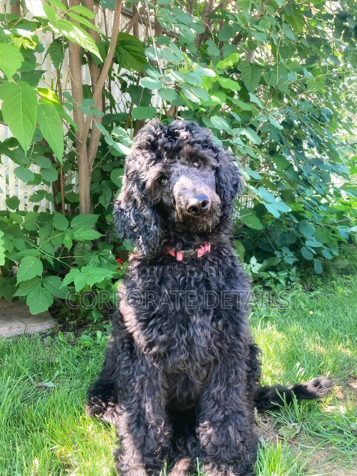 3-6 months Female Purebred Poodle