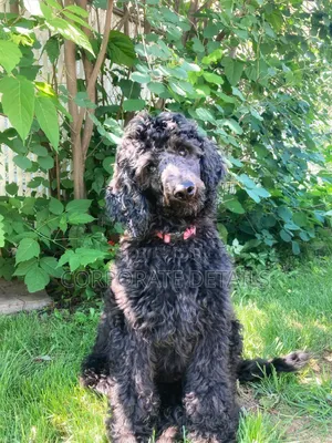 3-6 months Female Purebred Poodle