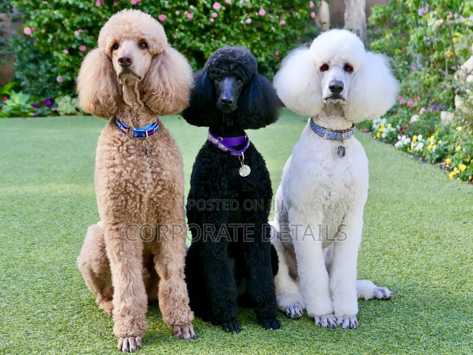 3-6 months Female Purebred Poodle