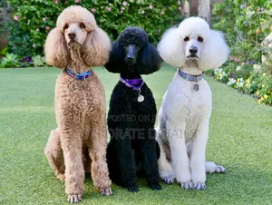 3-6 months Female Purebred Poodle