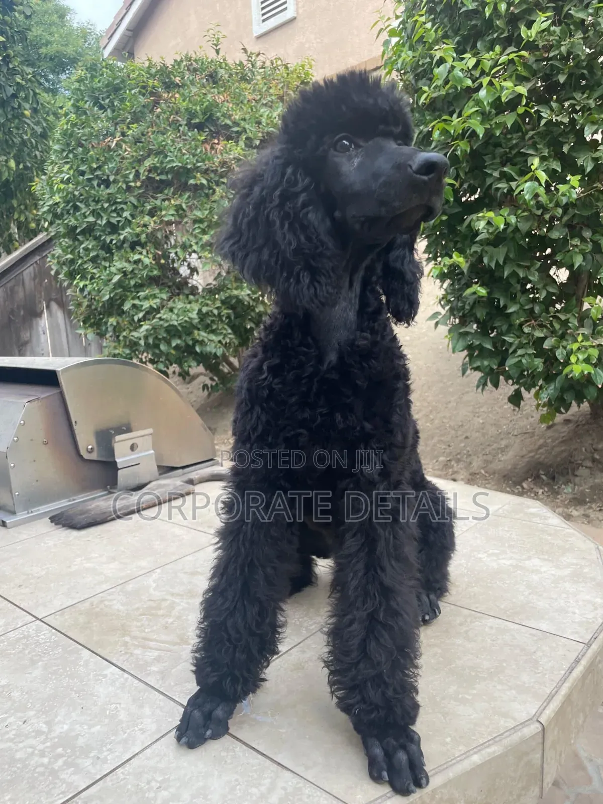 3-6 months Female Purebred Poodle