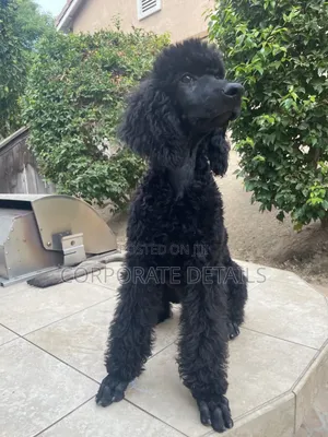 3-6 months Female Purebred Poodle