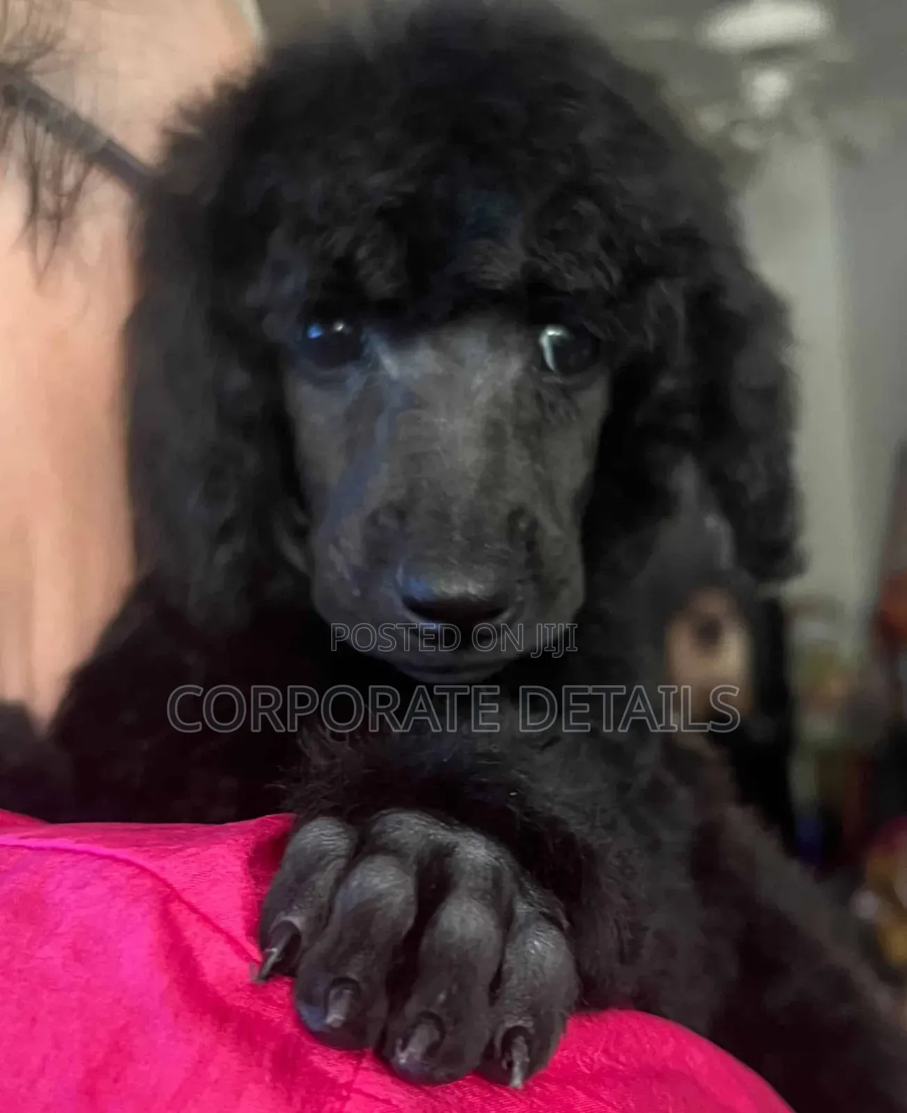 3-6 months Female Purebred Poodle