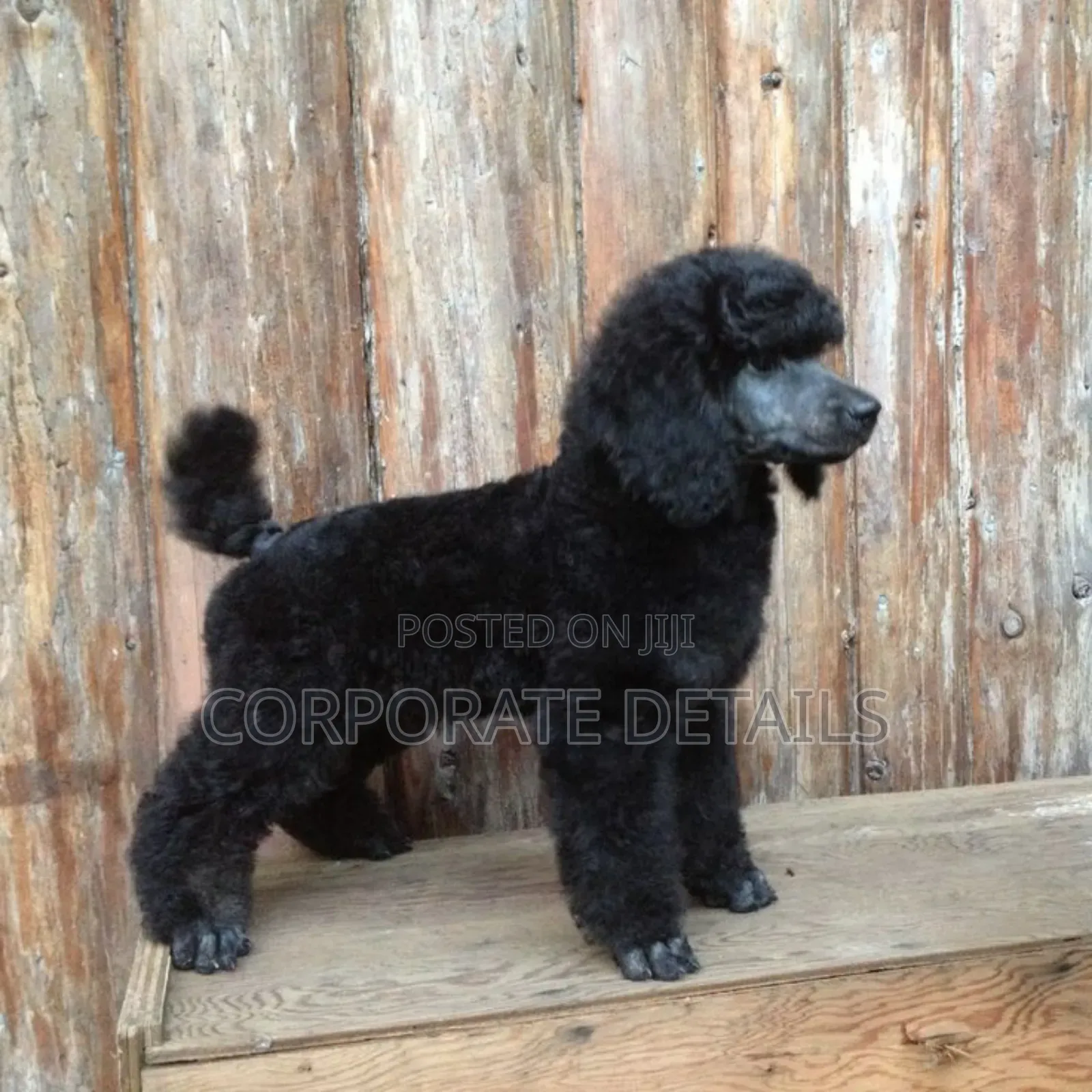3-6 months Female Purebred Poodle