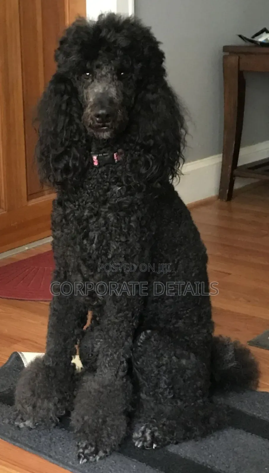 3-6 months Female Purebred Poodle