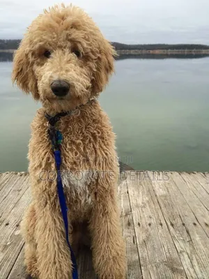 3-6 months Female Purebred Poodle