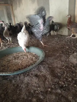 8 Weeks Old Mixture of Plymouth, Hyline and Saso.