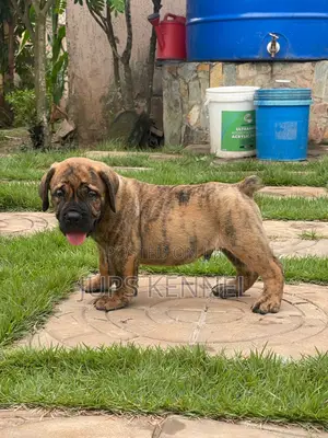 1-3 months Female Purebred Boerboel