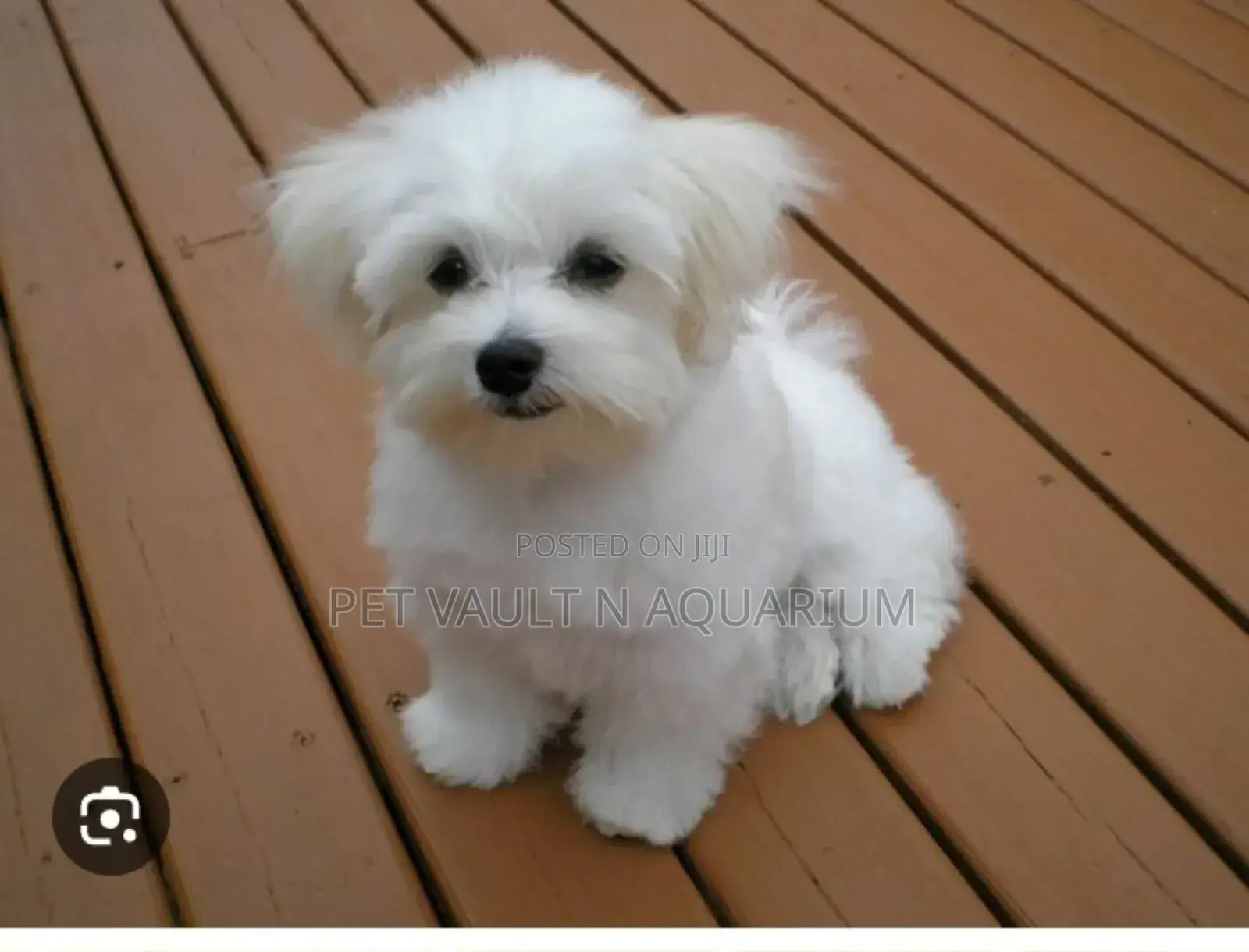 1-3 months Female Mixed Breed Poodle