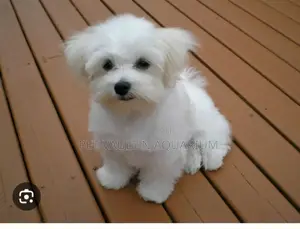 1-3 months Female Mixed Breed Poodle