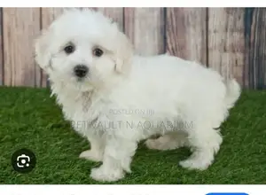1-3 months Male Mixed Breed Maltese