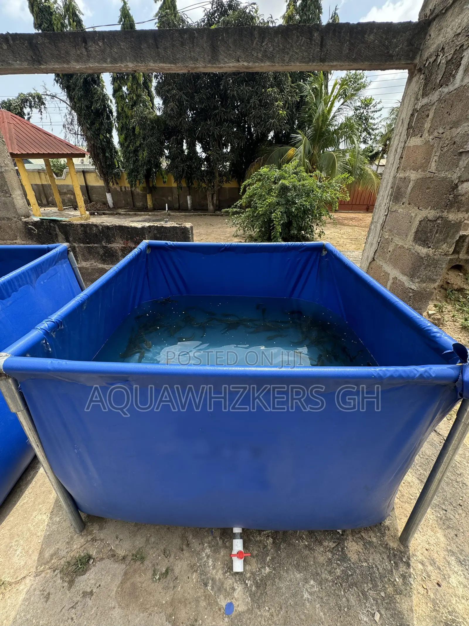 Start Your Catfish Farm Business With Us