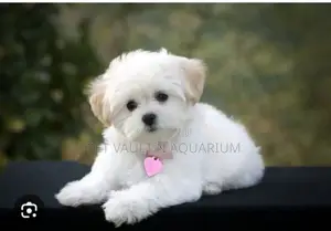 1-3 months Male Purebred Maltese
