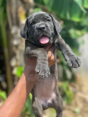 1-3 months Female Purebred Cane Corso
