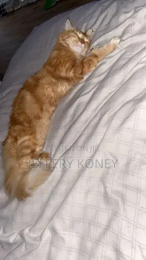 1+ year Male Purebred Maine Coon
