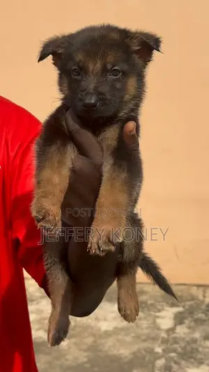 1-3 months Male Purebred German Shepherd