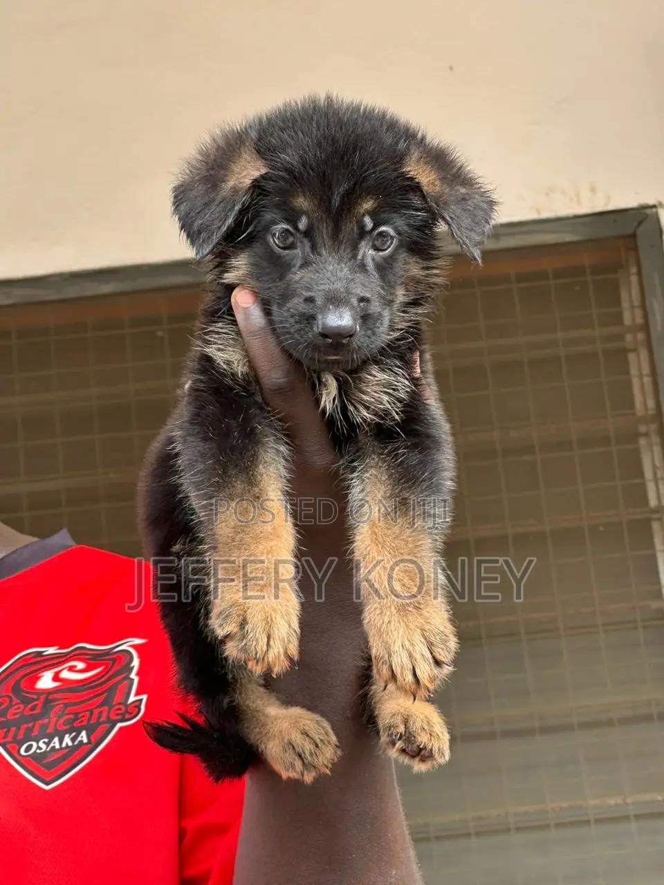 1-3 months Male Purebred German Shepherd