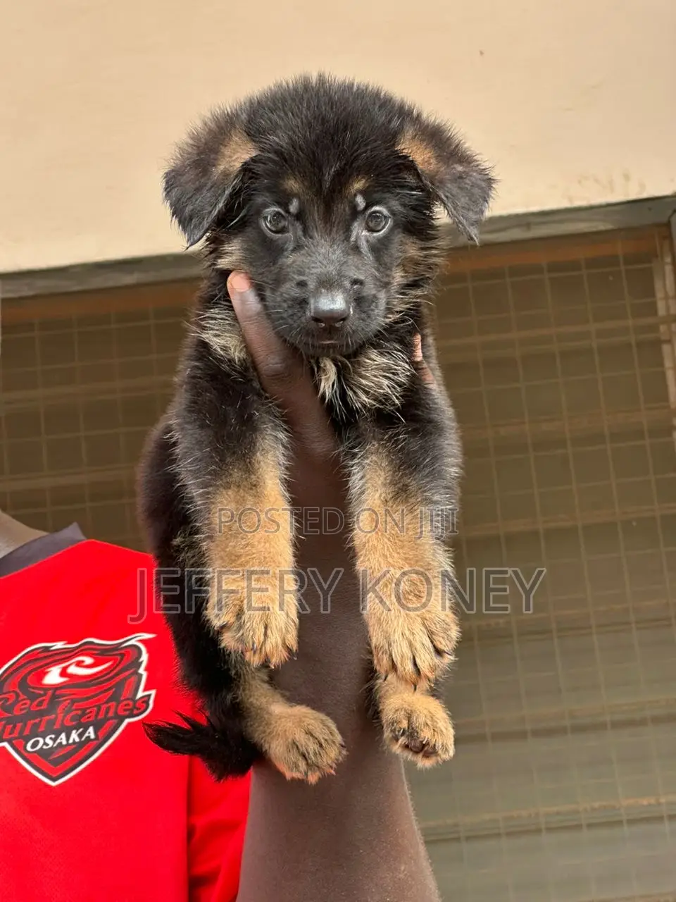 1-3 months Male Purebred German Shepherd