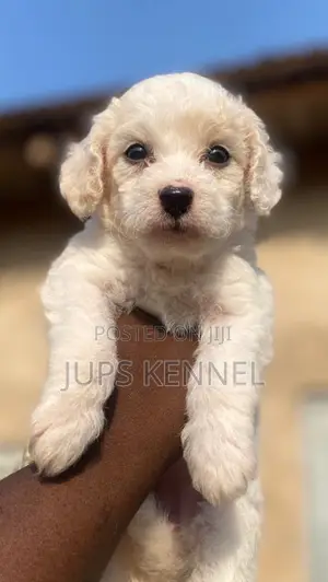 1-3 months Female Purebred Poodle