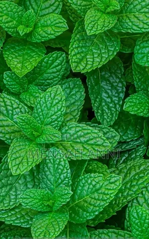 Greenhome Spearmint Leaves