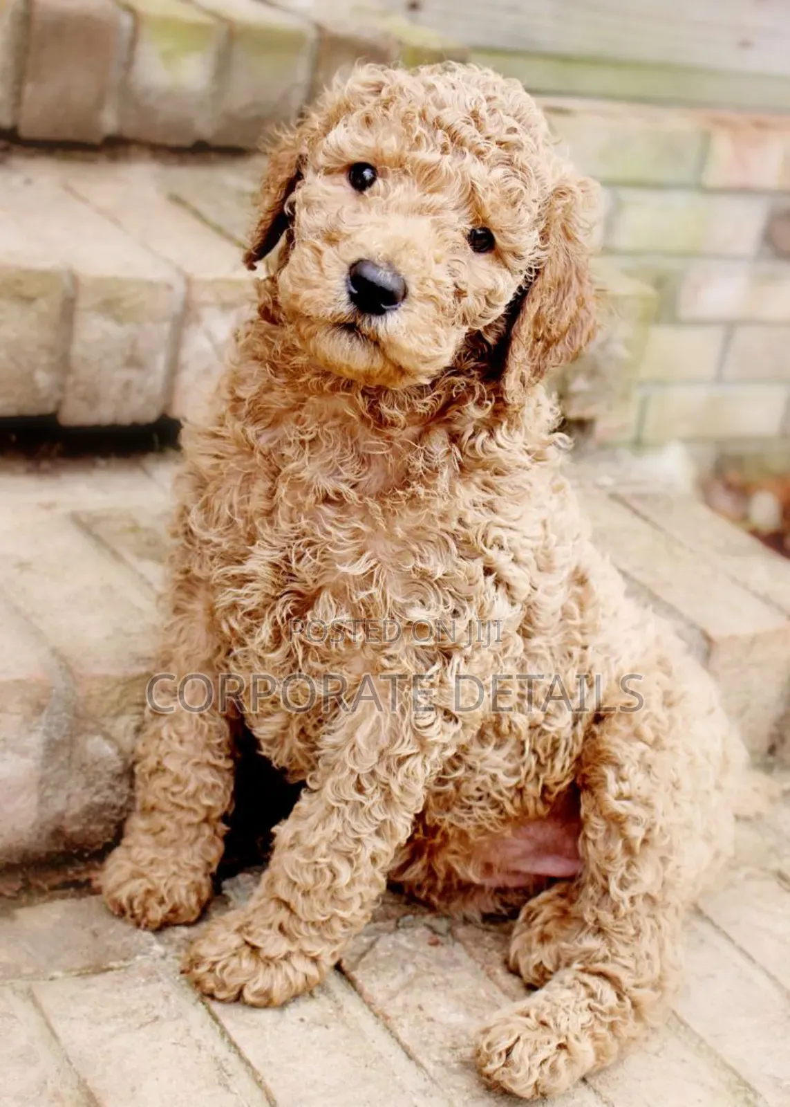 1-3 months Female Purebred Poodle