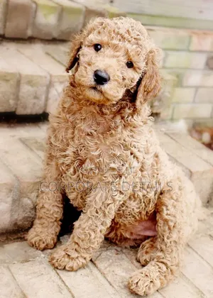 1-3 months Female Purebred Poodle