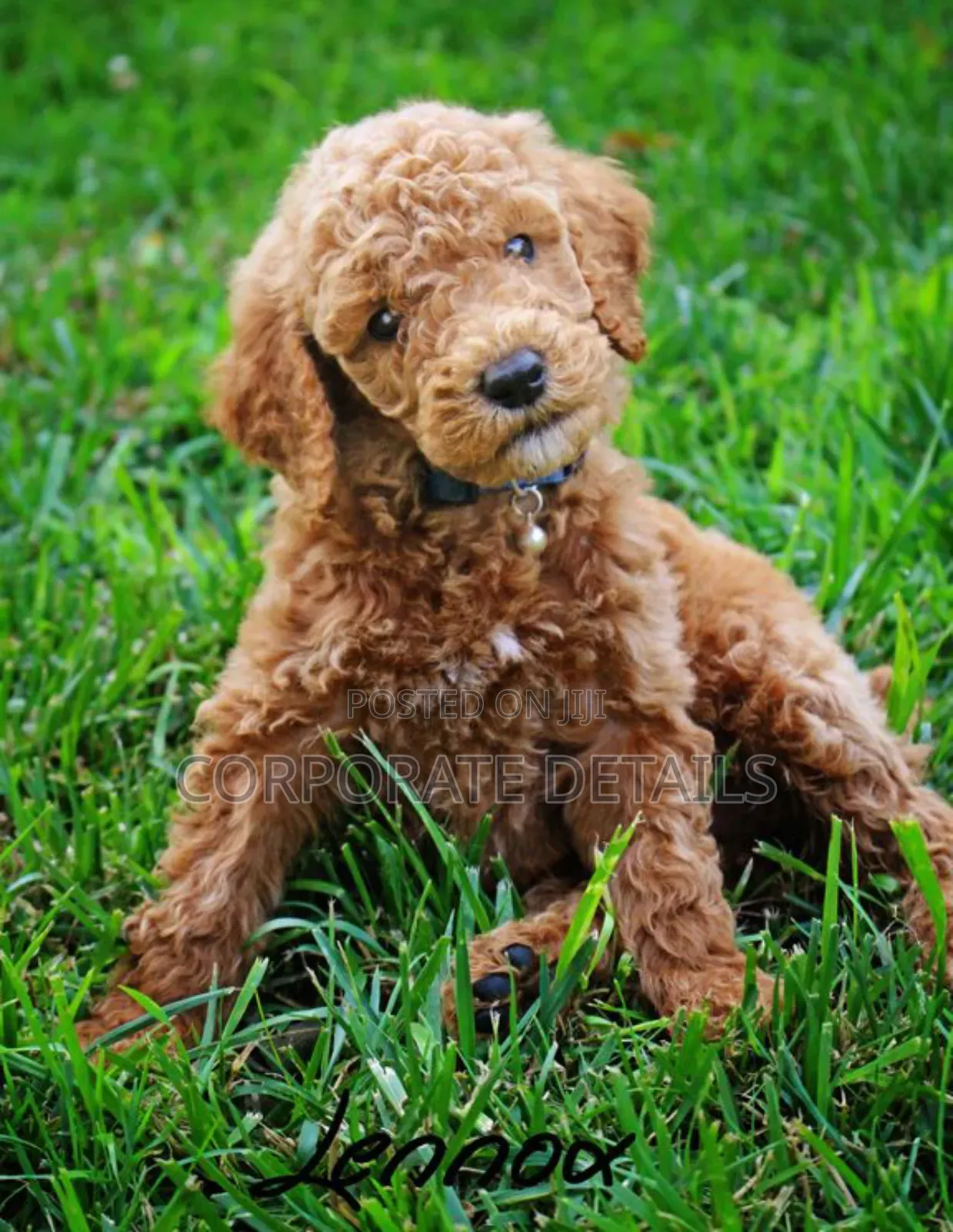 1-3 months Female Purebred Poodle