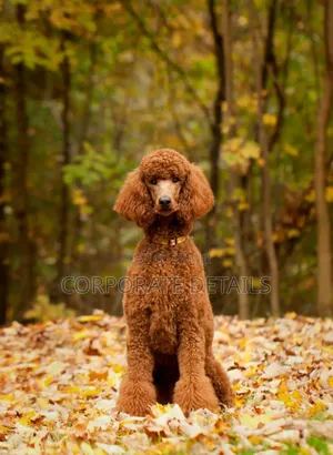 1-3 months Female Purebred Poodle