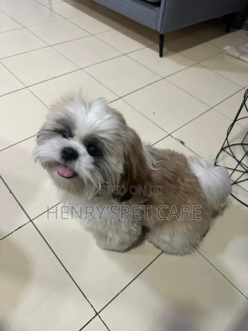 3-6 months Male Purebred Shih Tzu