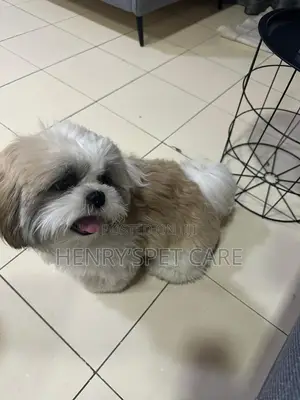 3-6 months Male Purebred Shih Tzu