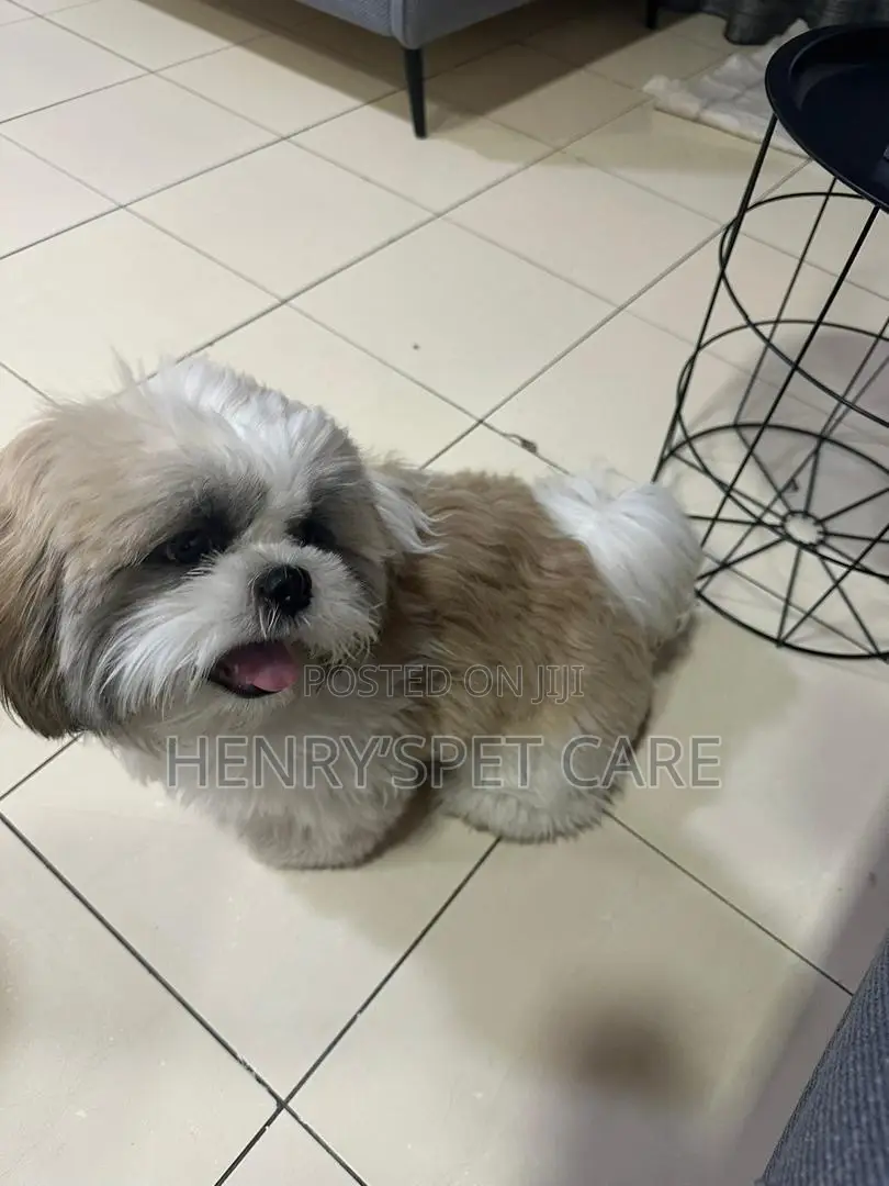3-6 months Male Purebred Shih Tzu