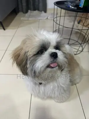3-6 months Male Purebred Shih Tzu