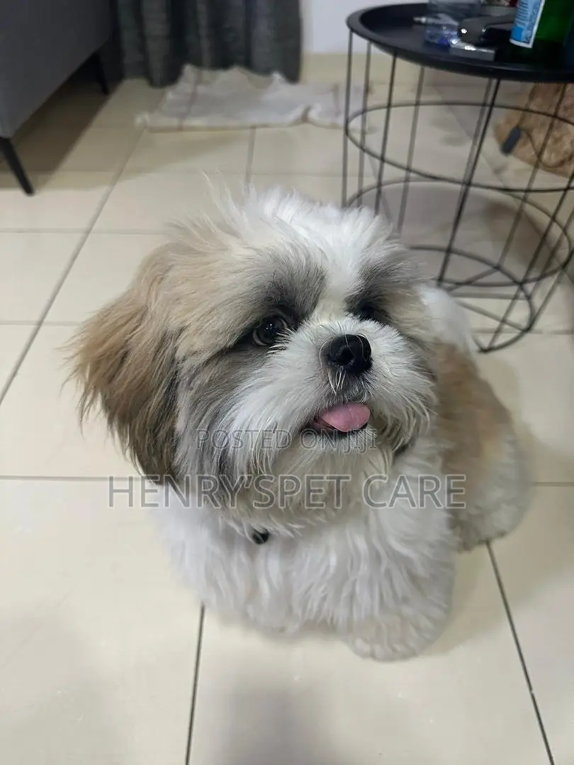 3-6 months Male Purebred Shih Tzu
