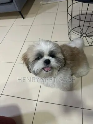 3-6 months Male Purebred Shih Tzu
