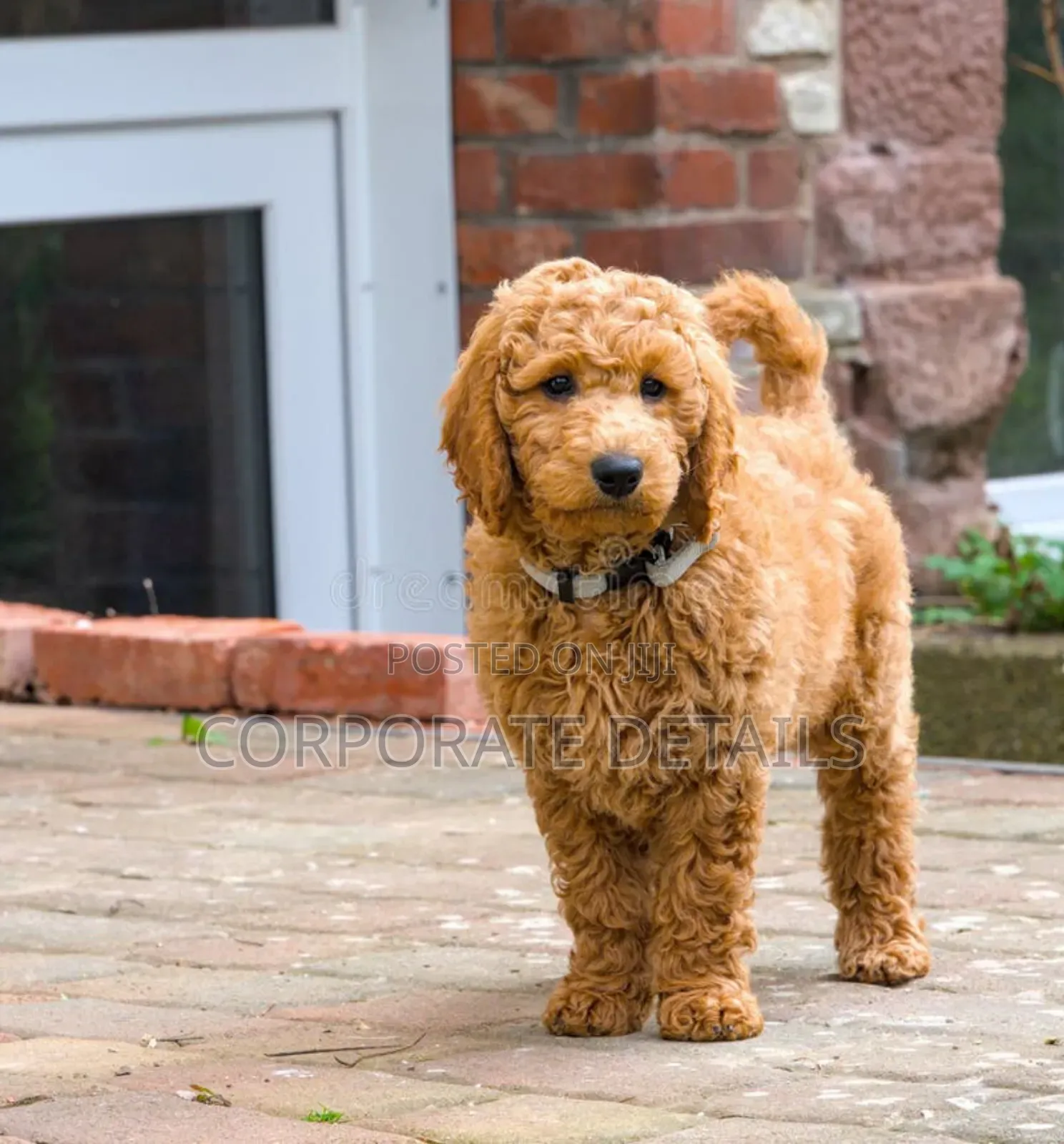 3-6 months Male Purebred Poodle