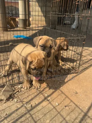 1-3 months Male Purebred Boerboel