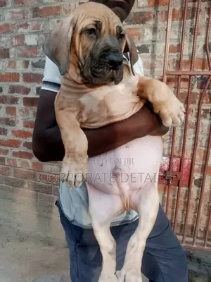 1-3 months Female Purebred Boerboel