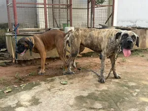 1+ year Male Purebred Boerboel