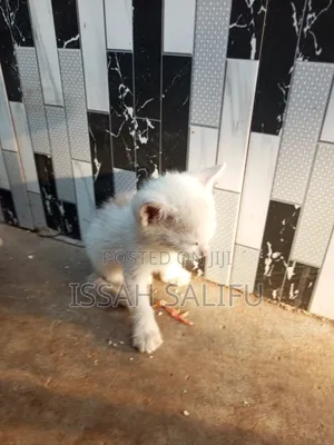 0-1 month Male Mixed Breed Mongrel (No Breed)