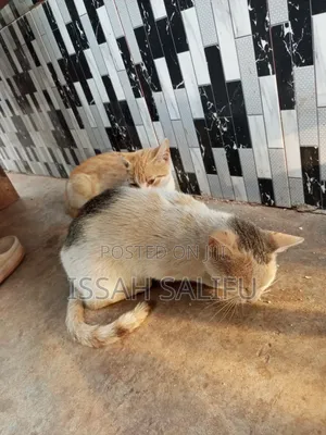 3-6 months Female Mixed Breed Mongrel (No Breed)