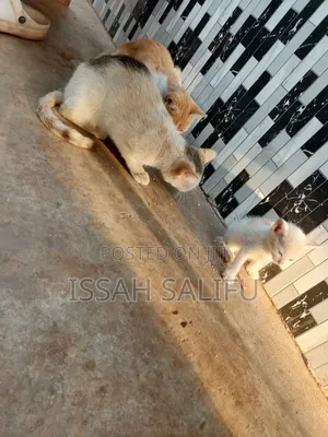 3-6 months Female Mixed Breed Mongrel (No Breed)