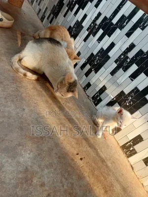 3-6 months Female Mixed Breed Mongrel (No Breed)