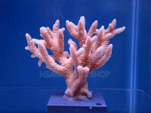 Staghorn Coral