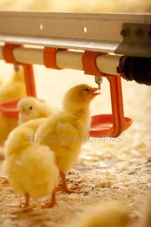 Chicken Nipple