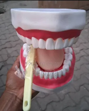 Dental Teeth