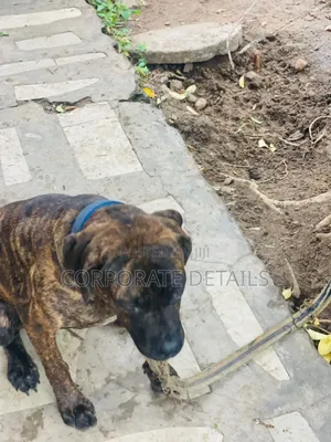 6-12 months Male Purebred Boerboel