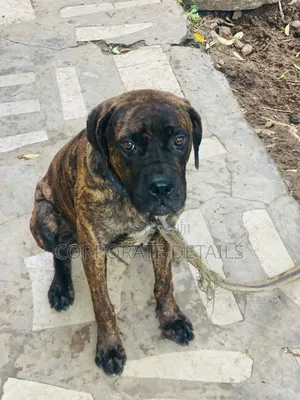 6-12 months Male Purebred Boerboel