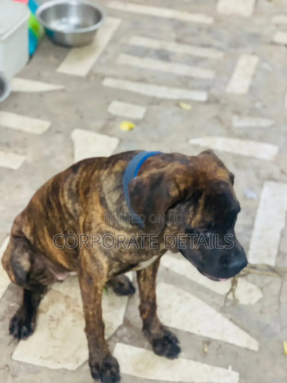 6-12 months Male Purebred Boerboel