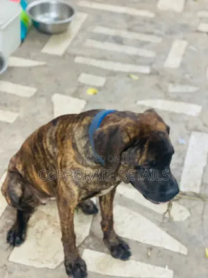 6-12 months Male Purebred Boerboel